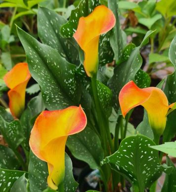 CALLA MANGO