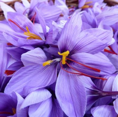 CROCUS SATIVUS - BULBI DI ZAFFERANO - calibro 10/+ cm -