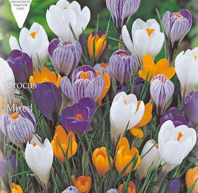 CROCUS A GRANDE FIORE IN MISCUGLIO