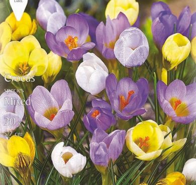 CROCUS CHRYSANTHUS BOTANICO IN MISCUGLIO