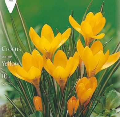 CROCUS A GRANDE FIORE - YELLOW -