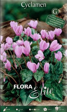 Confezione di bulbi di Cyclamen hederifolium in vendita online