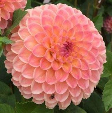 DAHLIA POMPON -L.A.T.E.-
