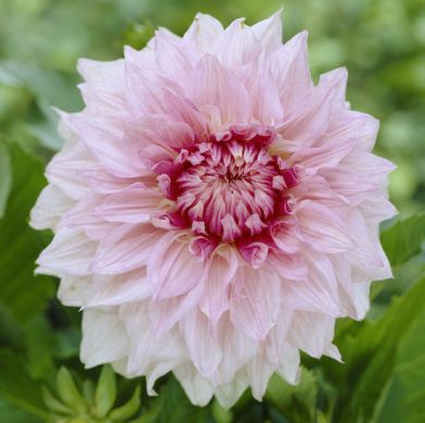 DAHLIA DECORATIVA SHILOH NOELLE