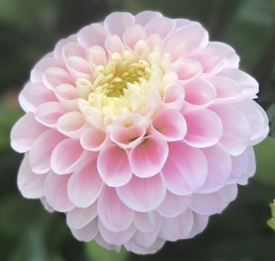 DAHLIA POMPON -WIZARD OF OZ -