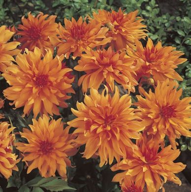 DAHLIA NANA DOPPIA - AUTUMN FAIRY-