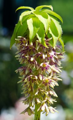 EUCOMIS (Perenne)