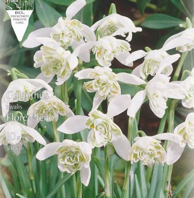 GALANTHUS NIVALIS A FLORE PLENO
