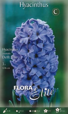 GIACINTO -DELFT BLUE-