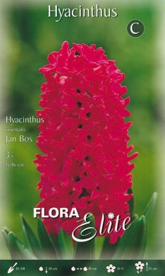 GIACINTO -JAN BOS-