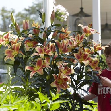 GIGLIO LILIUM TREELILIES MONTEGO BAY