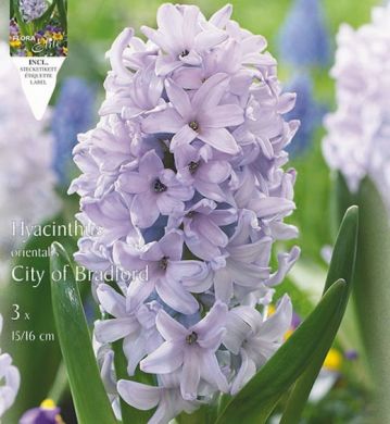 GIACINTO  CITY OF BRADFORD