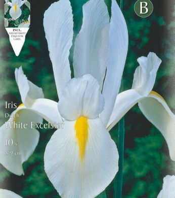IRIS HOLLANDICA  WHITE EXCELSIOR