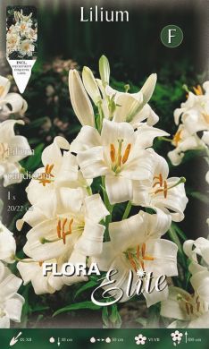 GIGLIO - LILIUM CANDIDUM -