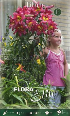 GIGLIO- TREELILIES-EMPOLI