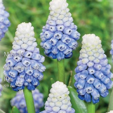 MUSCARI MOUNTAIN LADY