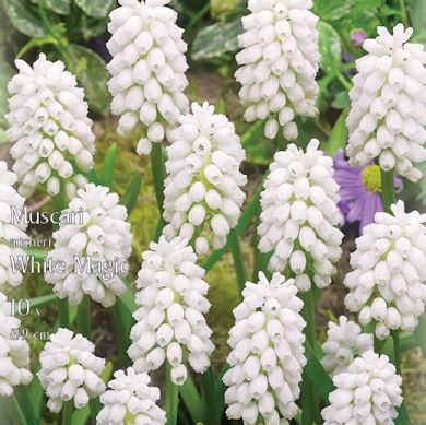 MUSCARI AUCHERI WHITE MAGIC