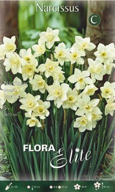 NARCISO NANO-JONQUILLA PUEBLO-
