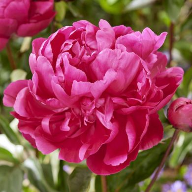 FRATELLI INGEGNOLI BULBI DA FIORE PEONIA