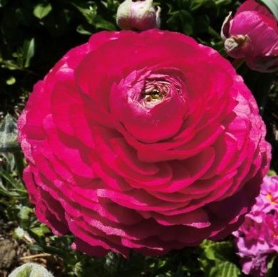 RANUNCOLO- PINK -