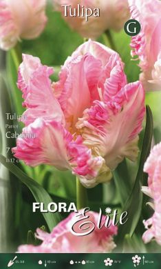 Confezione di bulbi di tulipano pappagallo disponibile per l'acquisto online