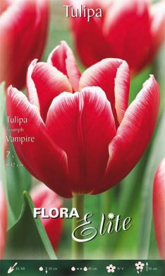 Confezione di bulbi di tulipano Triumph in vendita online