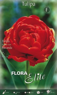 Confezione di bulbi di tulipano DOPPIO in vendita online
