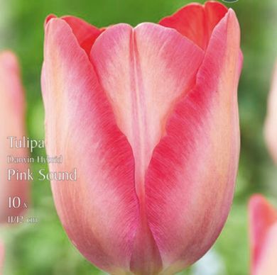 TULIPANO DARWIN IBRIDO  PINK SOUND