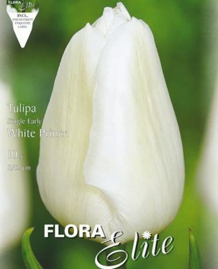 TULIPANO SEMPLICE PRECOCE WHITE PRINCE