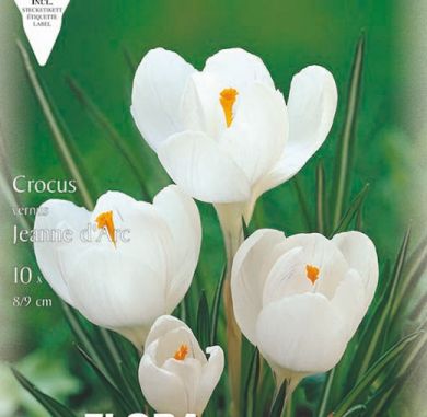 CROCUS A GRANDE FIORE -JEANNE D'ARC-