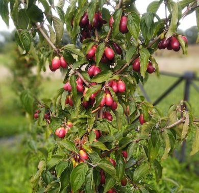 CORNIOLO ( Cornus mas )- EGZOTICZNYJ 