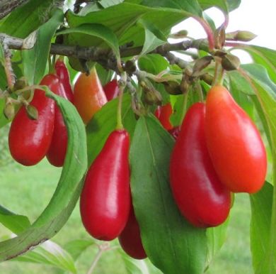 CORNIOLO ( Cornus mas )- ELEGANTNYJ 