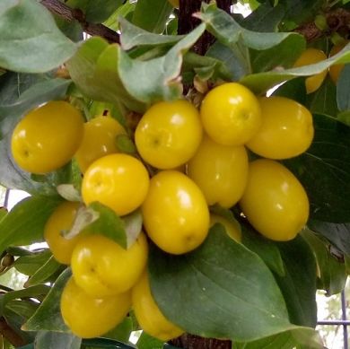 CORNIOLO ( Cornus mas )- YANTARNYI 