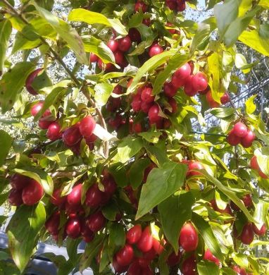 CORNIOLO ( Cornus mas )- SZAFER 