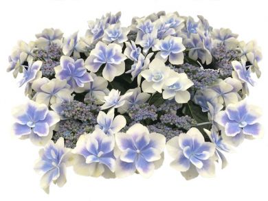 FRATELLI INGEGNOLI PIANTE HYDRANGEA ORTENSIA STAR GAZER