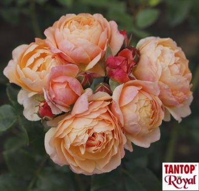 ROSA - ROSAIO DA BORDURA- CREME BRULEE®-