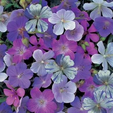 GERANIUM - REFLECTIONS -