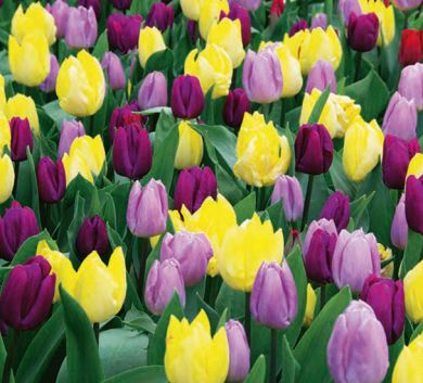 SUPERIOR PACK-MISCUGLIO DI TULIPANI-
