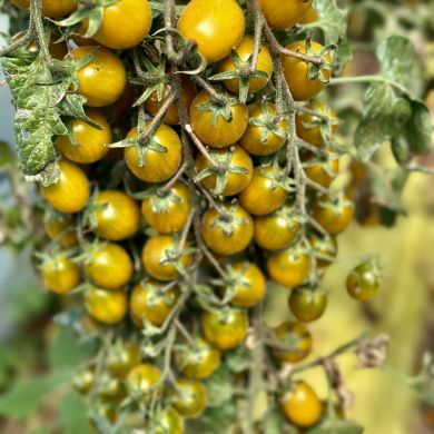 pomodoro datterino mango