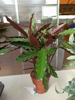Calathea rufibarba - consegna SOLO su Milano