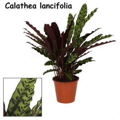 calathea lancifolia pianta ingegnoli