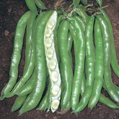 fava sciabola verde ingegnoli