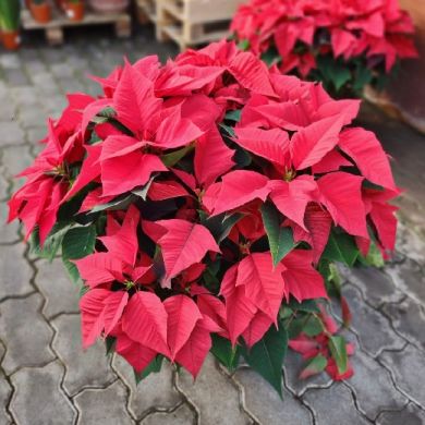 Stella di natale - Poinsettia - consegna SOLO su Milano