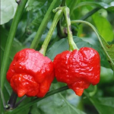 peperoncino carolina reaper ingegnoli