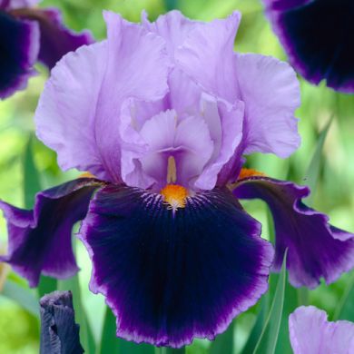 IRIS GERMANICA - PURPLE/LILA-