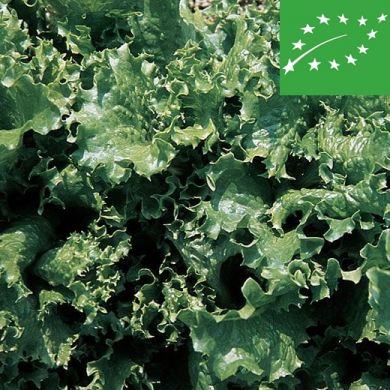 LOOSE-LEAF LETTUCE  - FOGLIA DI QUERCIA - organic