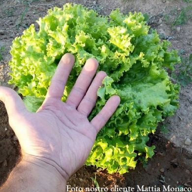 LETTUCE -GENTILINA- (GRAND RAPIDS MT)