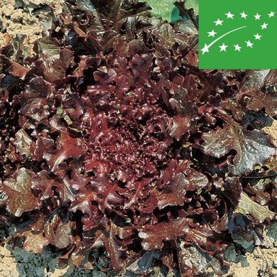 LETTUCE -RED SALAD BOWL- organic