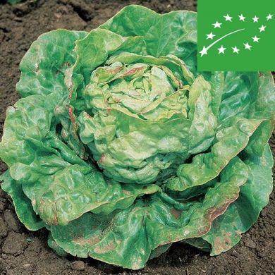 BUTTERHEAD LETTUCE - REGINA DI MAGGIO -organic