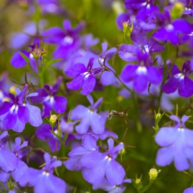 LOBELIA ERINUS -KAISER WILHELM- 